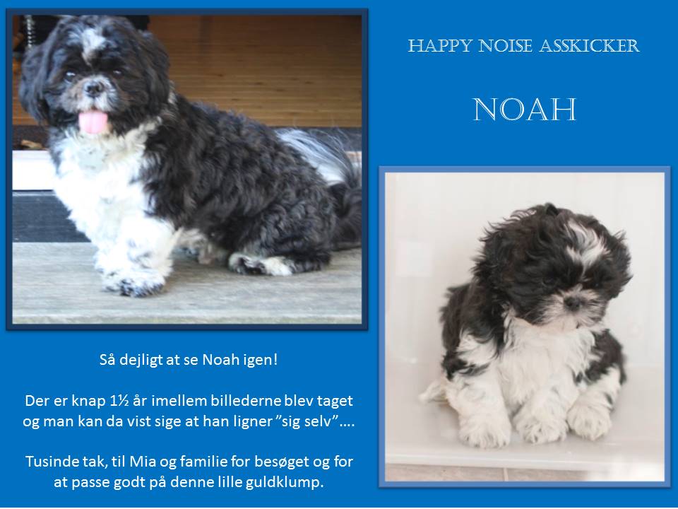 Happy Noise Asskicker Noah