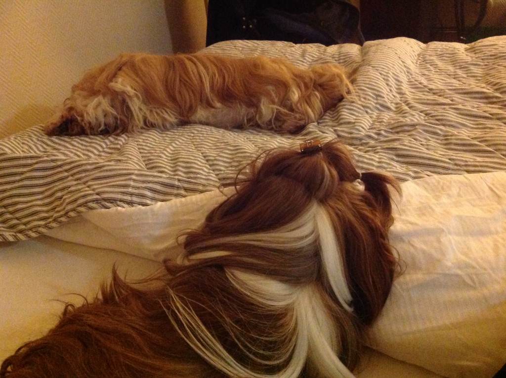 Man bliver SÅ træt af de lange dage på udstillingerne - Her er Bella og Lotus løbet tør for "batteri" i sengen på hotellet.